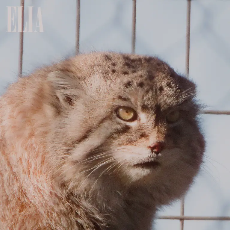 Фотография Олафа в Зоопарке Калгари / Институте Уайлдере