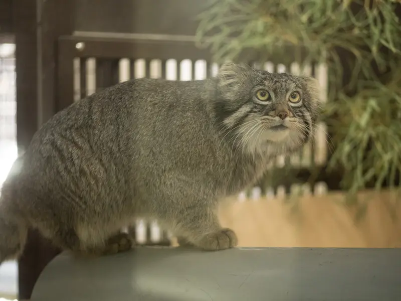 Фотография Фиги в Зоопарке Ногеяме