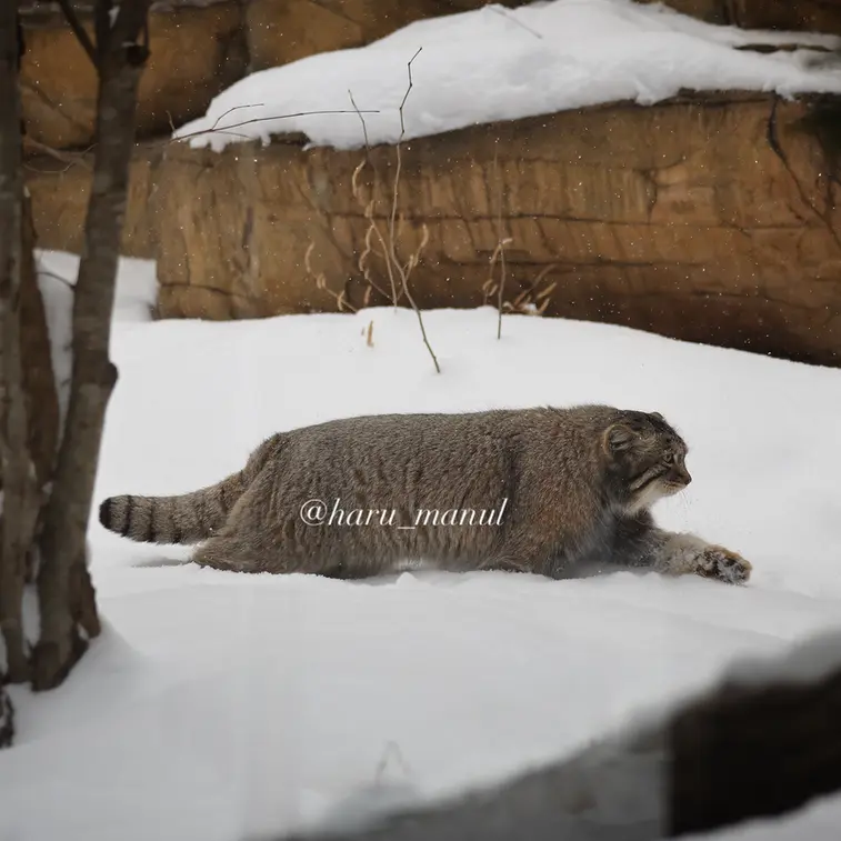 Фотография Нагому в Царстве Животных Насу