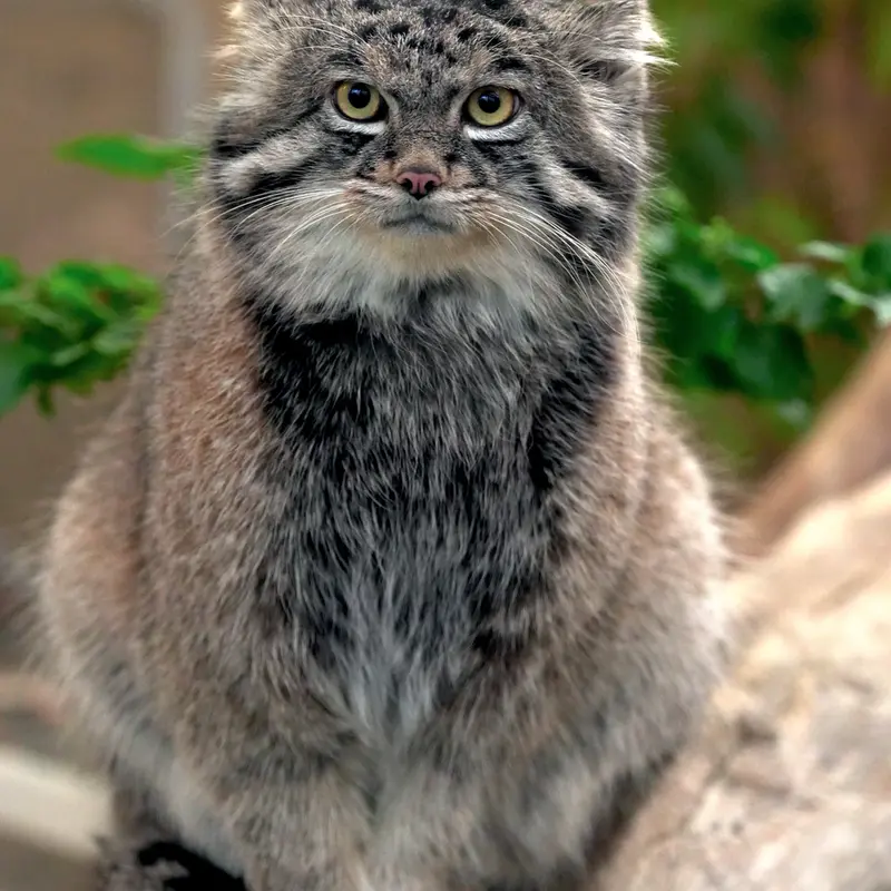 Фотография Нара в Царстве Животных Кобе