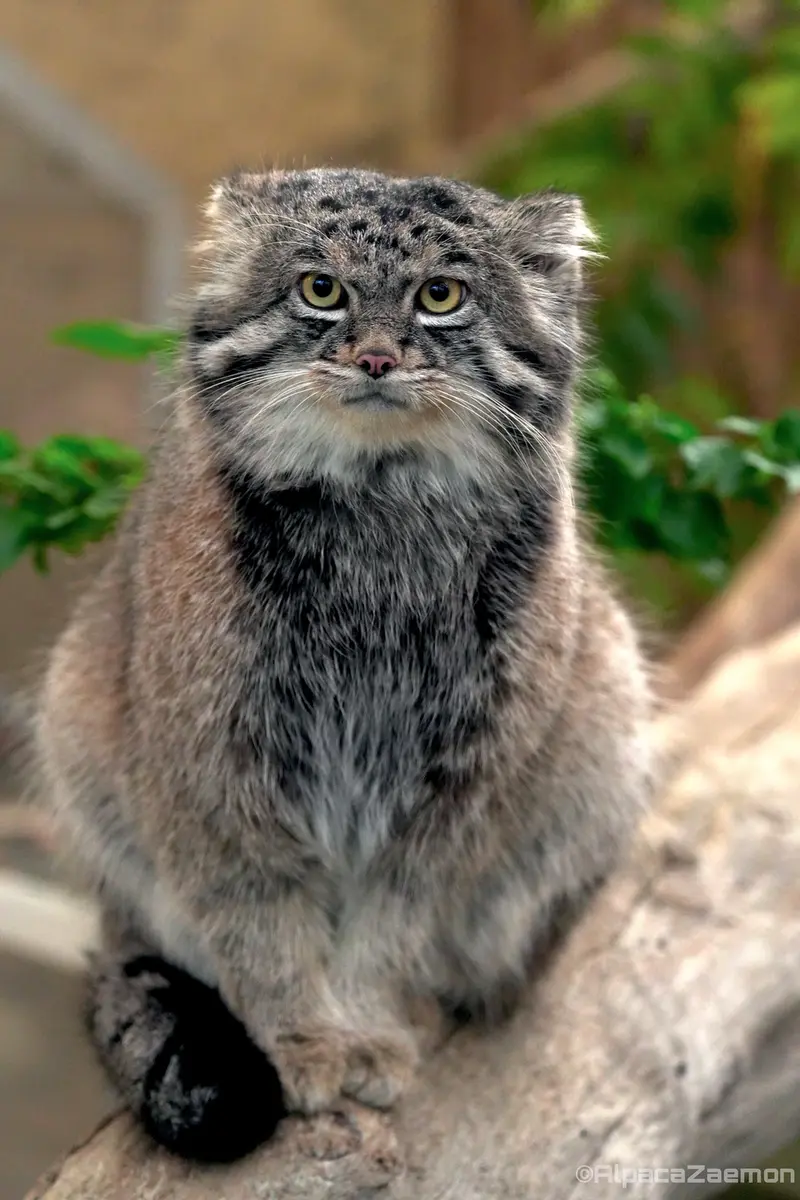 Фотография Нара в Царстве Животных Кобе