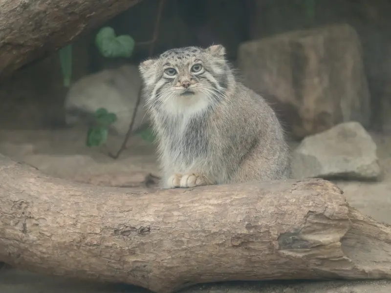 Фотография Аз в Царстве Животных Кобе