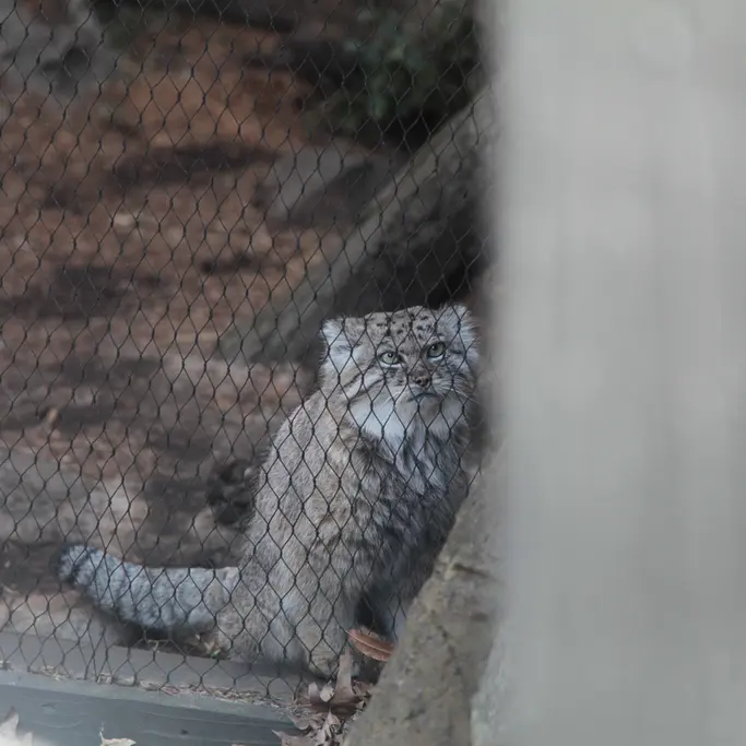 Фотография Бату в Зоопарке Проспект-парка