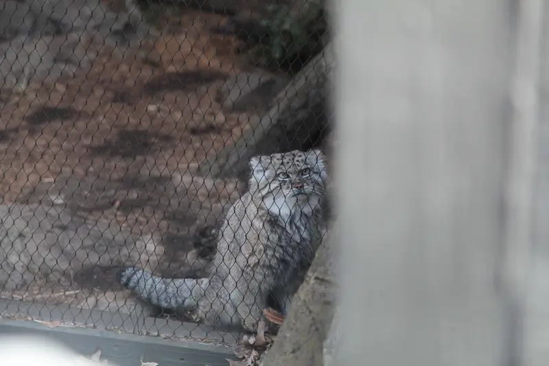 Фотография Бату в Зоопарке Проспект-парка