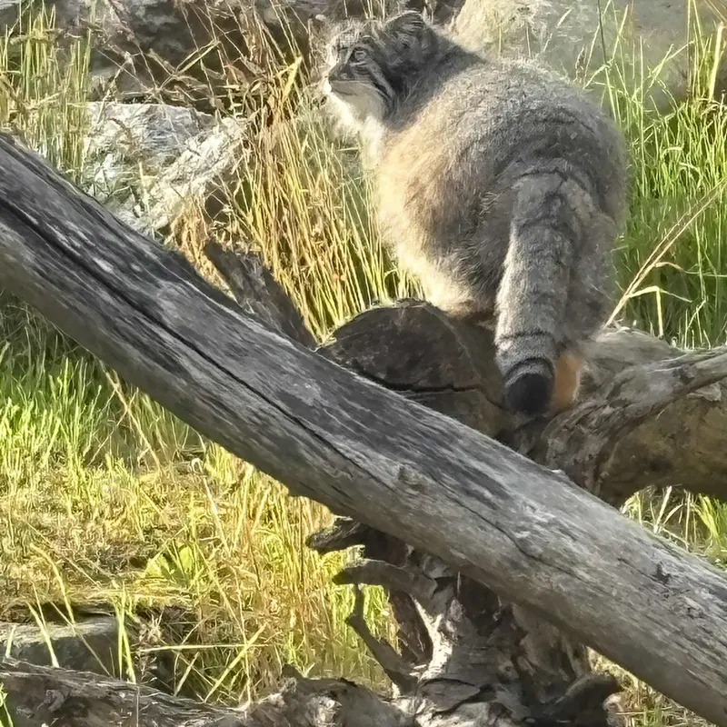 Фотография Мими в Зоопарке Коркеасаари