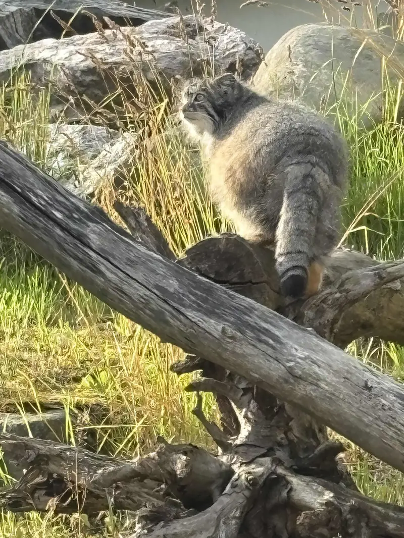 Фотография Мими в Зоопарке Коркеасаари