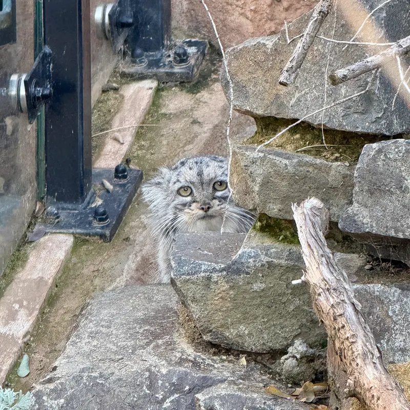 Фотография Принцессы в Пражском Зоопарке