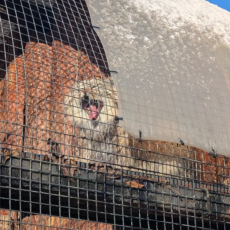 Фотография Шу в Ленинградском Зоопарке