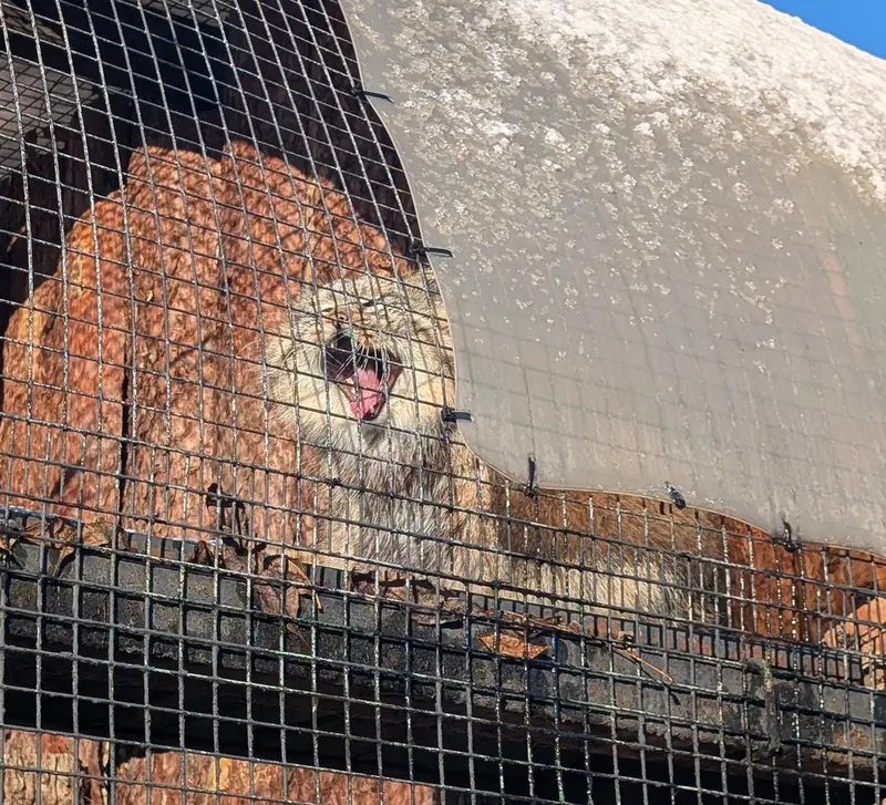 Фотография Шу в Ленинградском Зоопарке