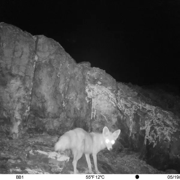 Фотография Рыжаи Лисица с фотоловушки Актас-Кункора