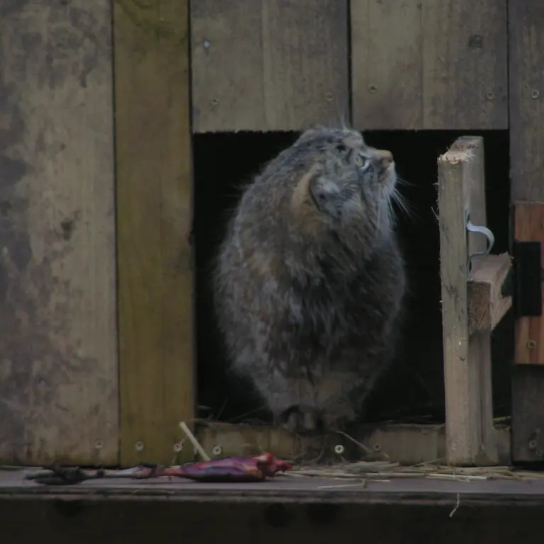 Фотография Алтая в Лэйклэнде Вайлдлайф Оазисе