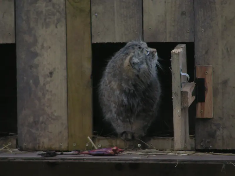 Фотография Алтая в Лэйклэнде Вайлдлайф Оазисе
