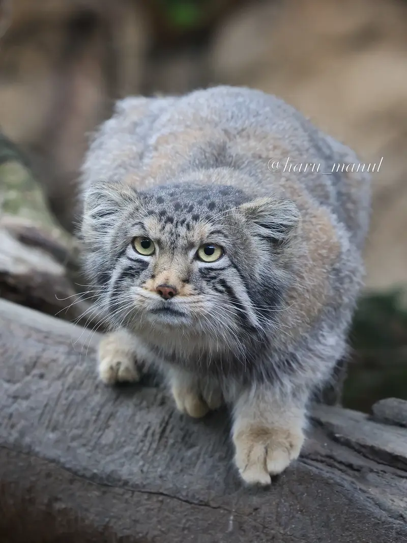 Фотография Нагому в Царстве Животных Насу