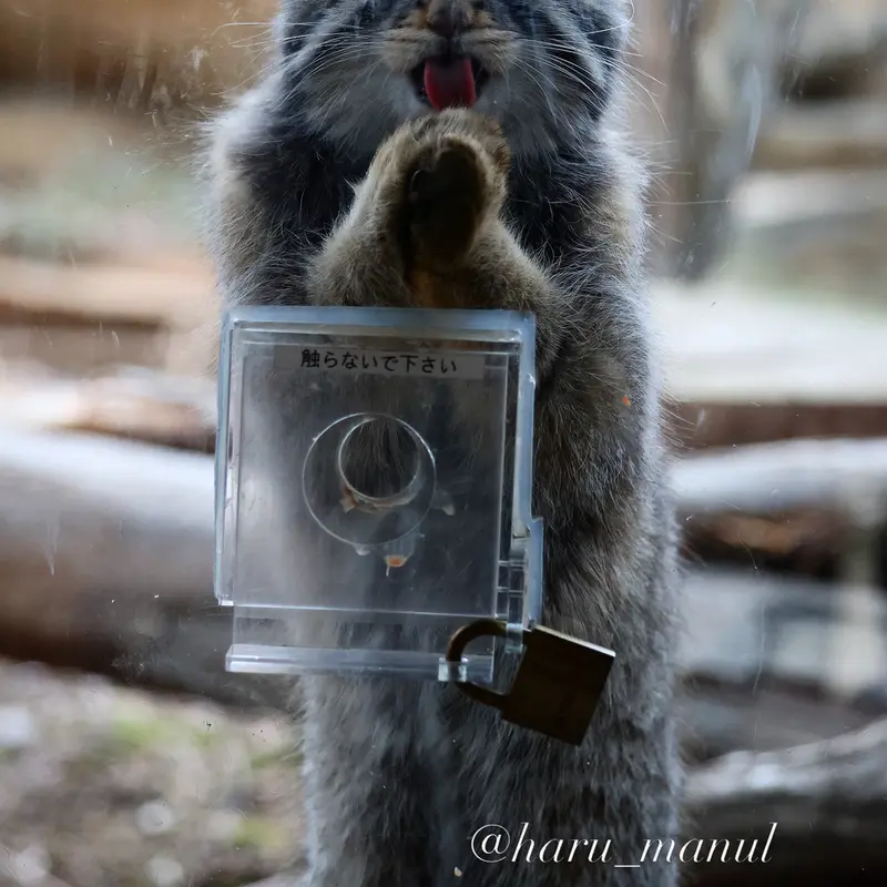 Фотография Нагому в Царстве Животных Насу