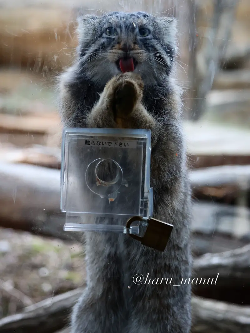 Фотография Нагому в Царстве Животных Насу