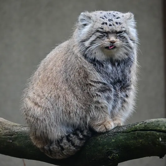 Фотография Марса в Таллинском Зоопарке