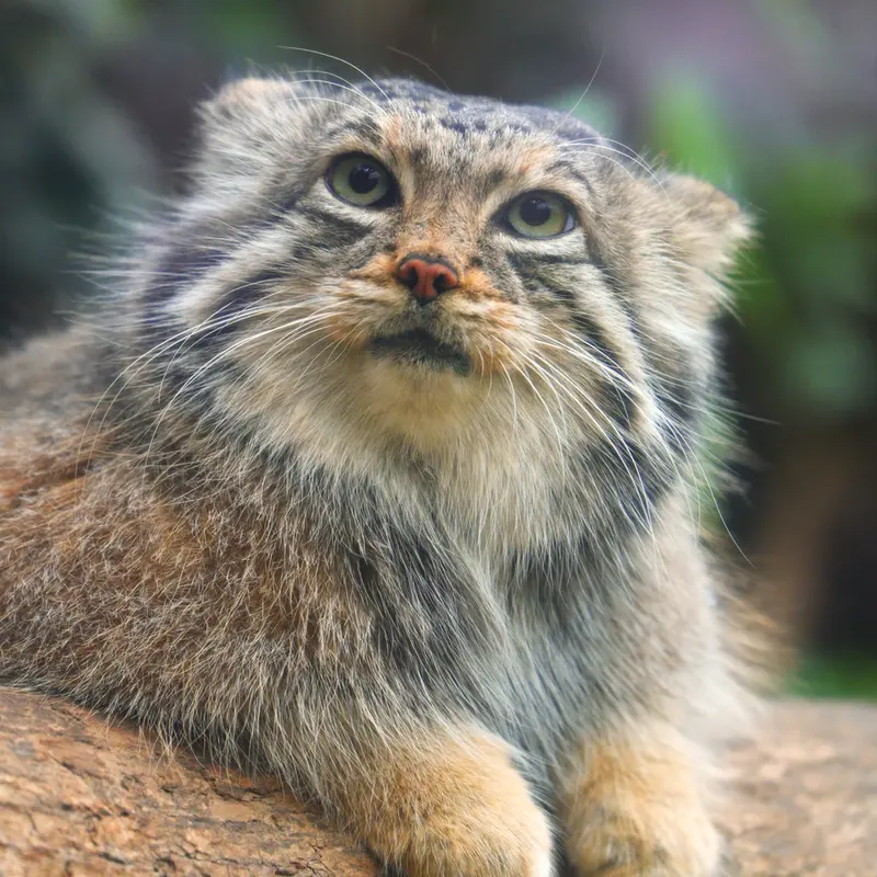 Фотография Аз в Царстве Животных Кобе