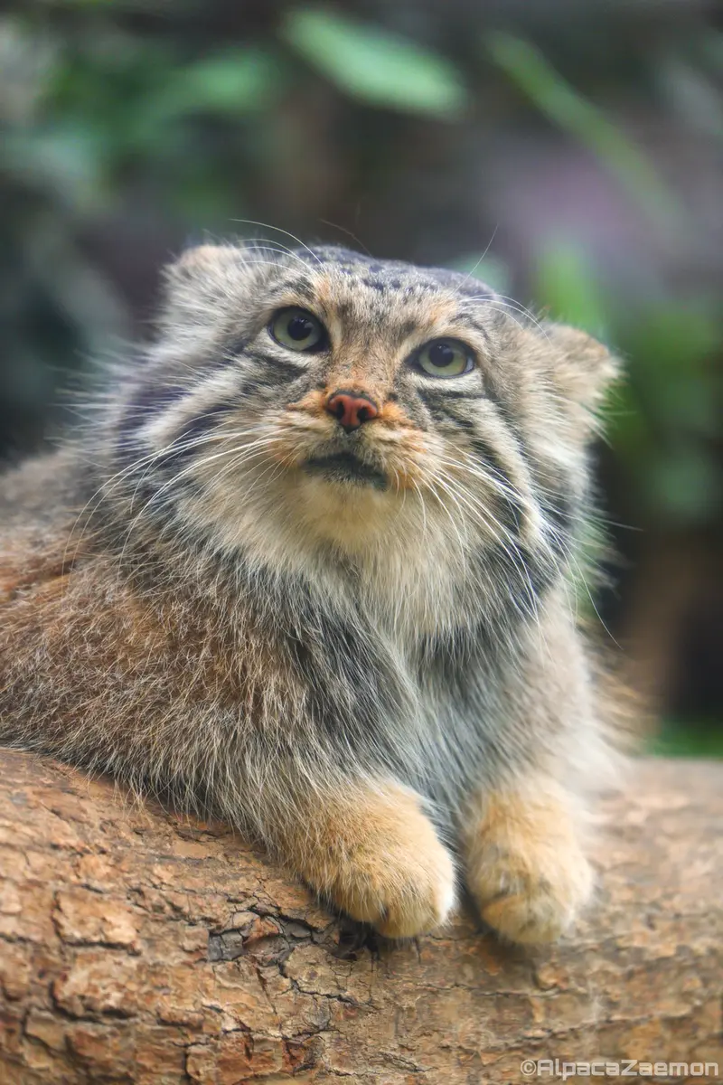 Фотография Аз в Царстве Животных Кобе