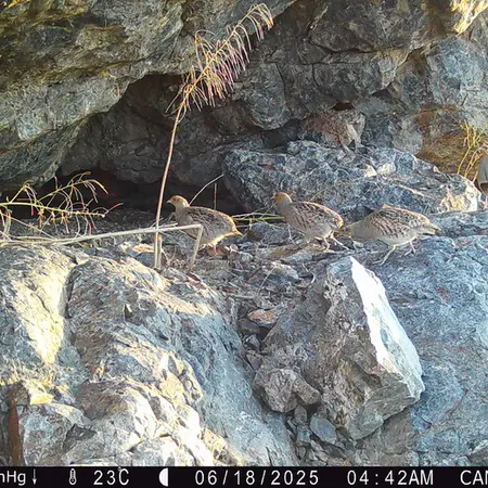 Фотография Сераи Куропатки с фотоловушки Жунды 1