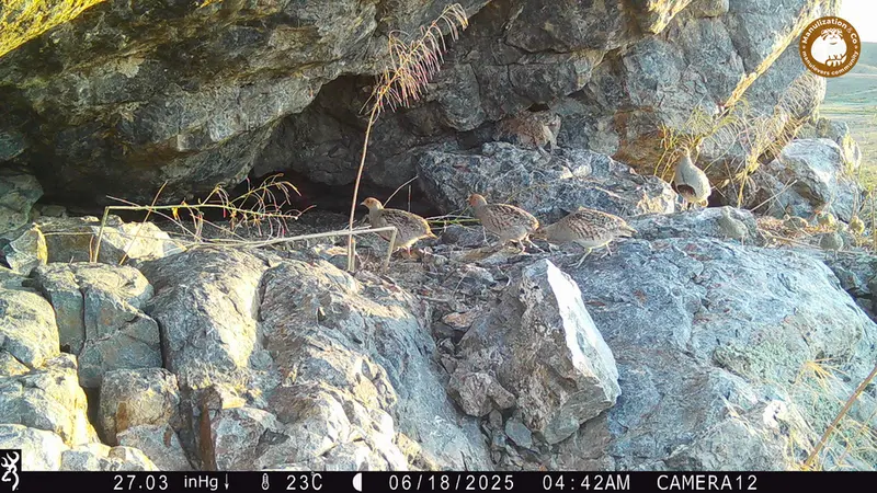 Фотография Сераи Куропатки с фотоловушки Жунды 1