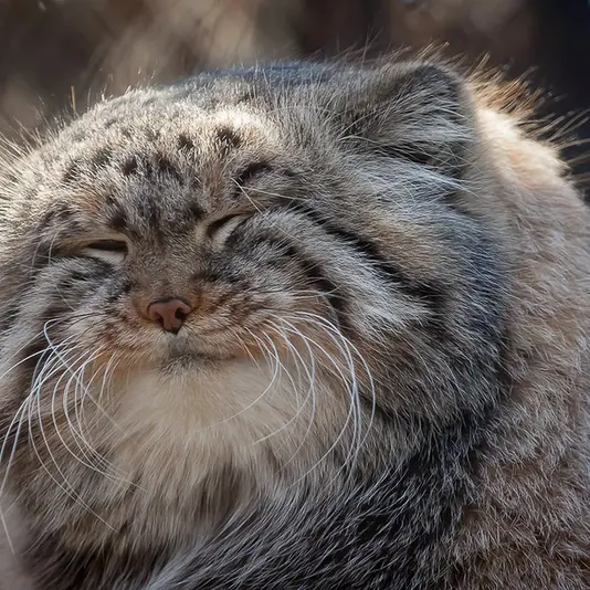 Фотография Зеленогорска в Новосибирском Зоопарке