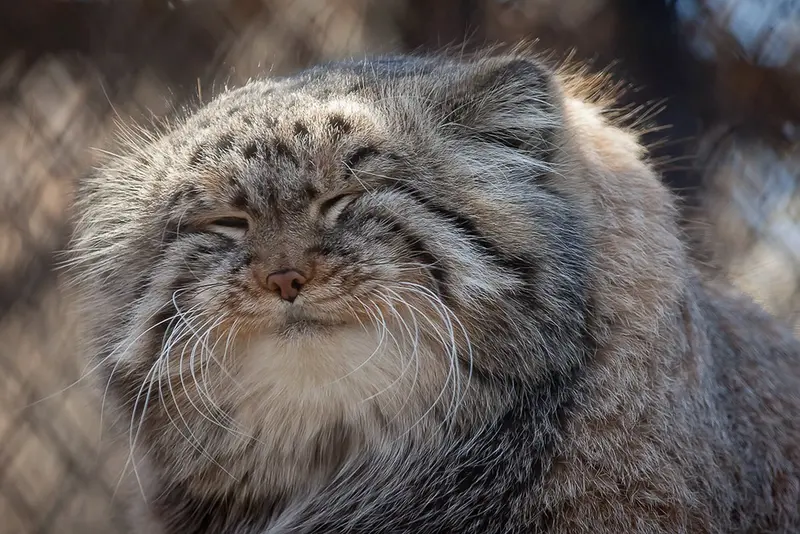 Фотография Зеленогорска в Новосибирском Зоопарке