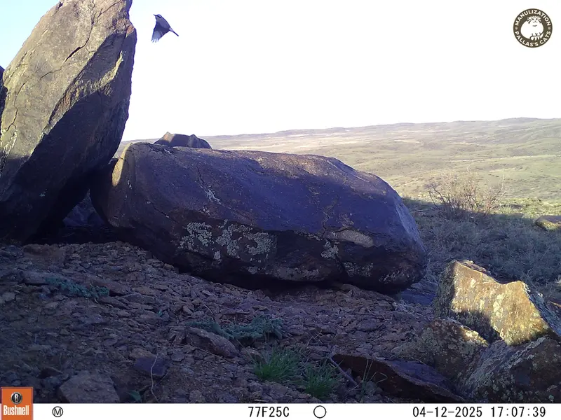 Фотография с манулом с фотоловушки Кошкар