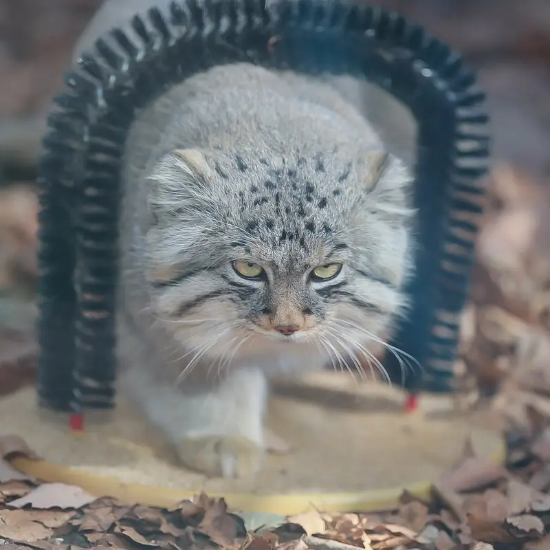 Фотография с манулом