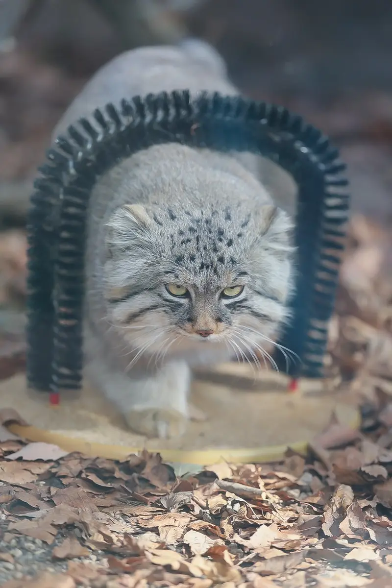Фотография с манулом