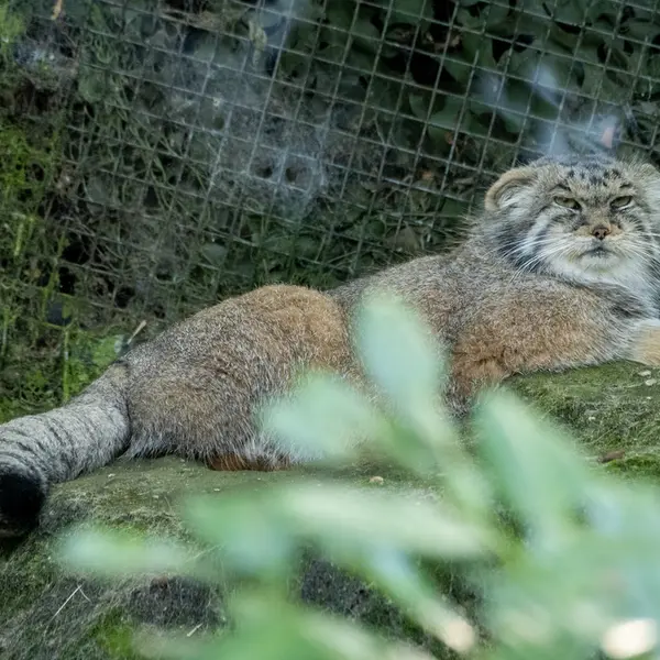 Фотография Коты в Роттердамском Зоопарке