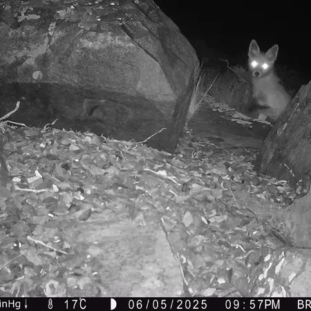 Фотография Рыжаи Лисица с фотоловушки Киикбай