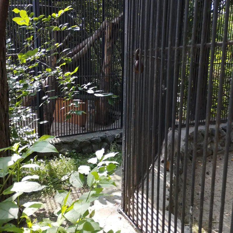 Фотография с манулом в Новосибирском Зоопарке