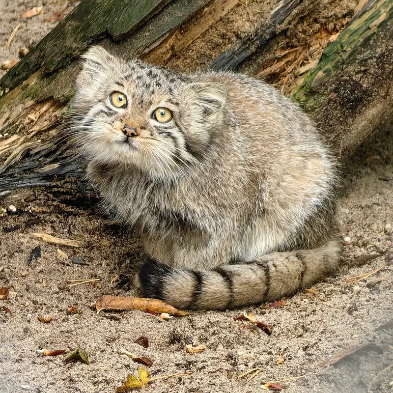 Фотография Берели в Новосибирском Зоопарке