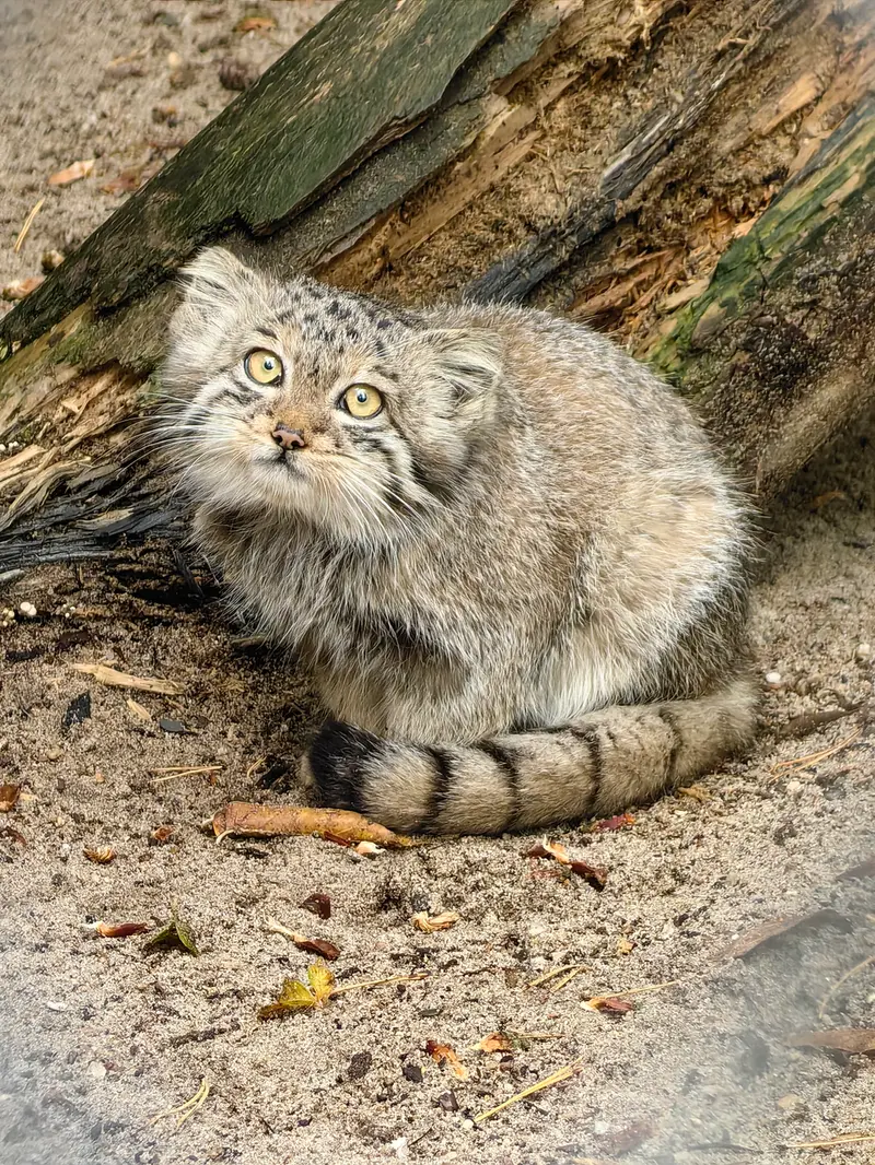 Фотография Берели в Новосибирском Зоопарке