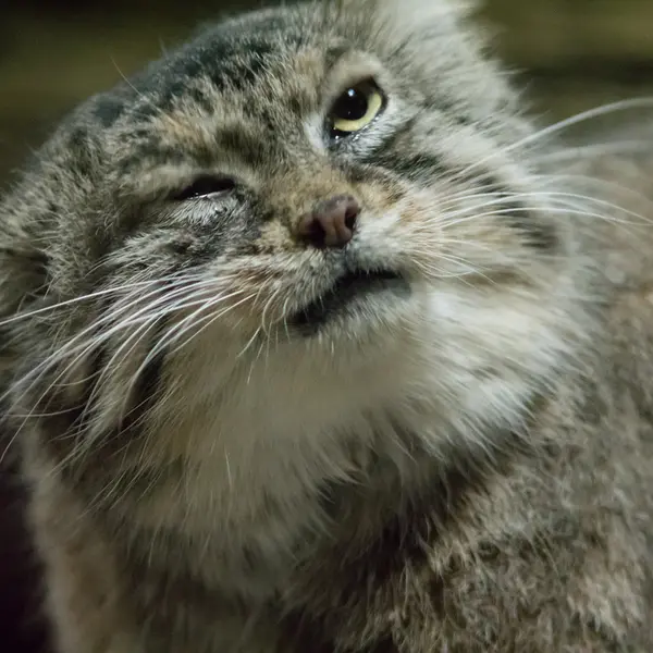 Фотография Примулы в Зоопарке Уено