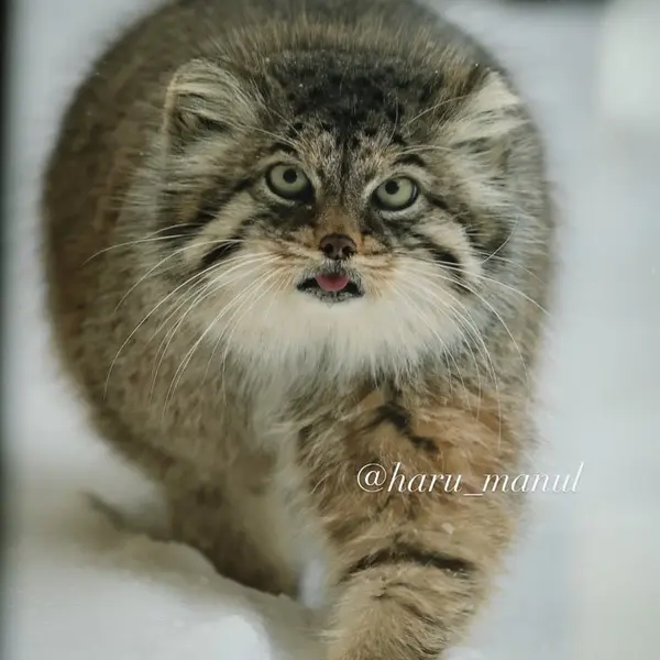 Фотография Полли в Царстве Животных Насу