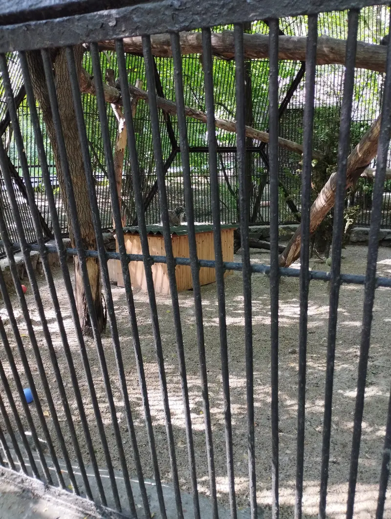 Фотография с манулом в Новосибирском Зоопарке