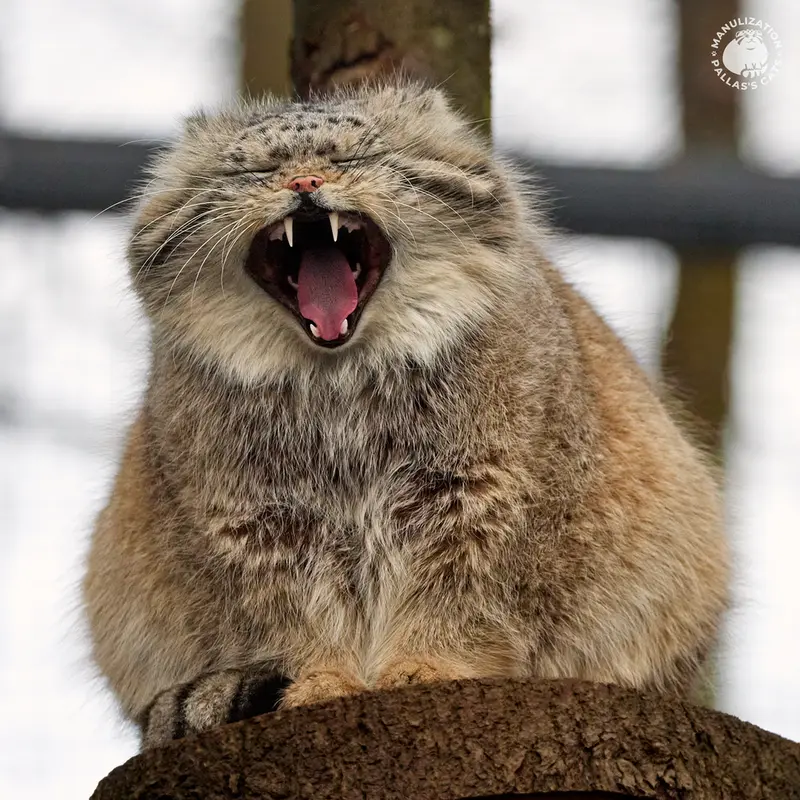 Фотография Мануэля в Гданском Зоопарке