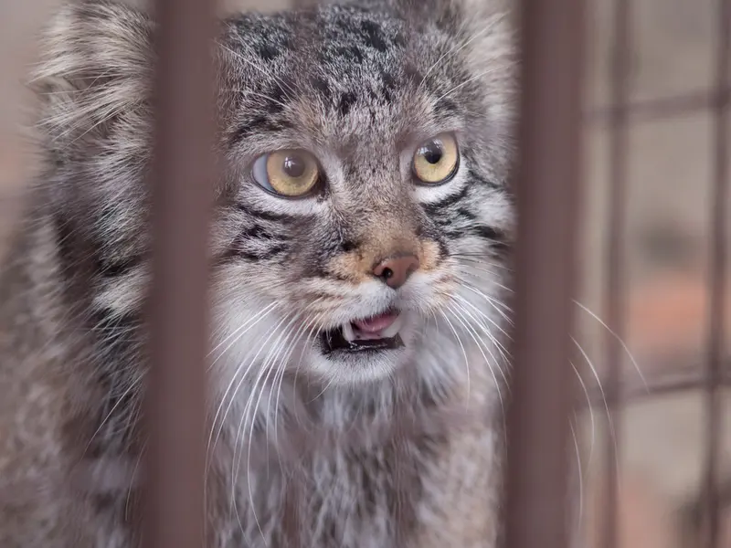 Фотография Фиги в Зоопарке Ногеяме