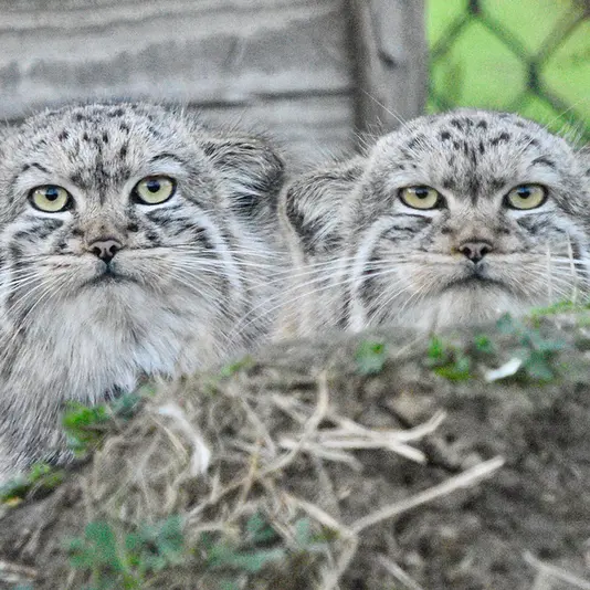 Фотография с манулом в Парке диких животных Порт-Лимпн