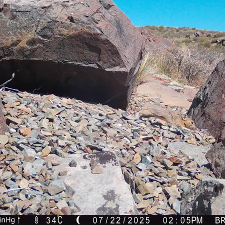 Фотография Казахскаи Пищухи с фотоловушки Киикбай