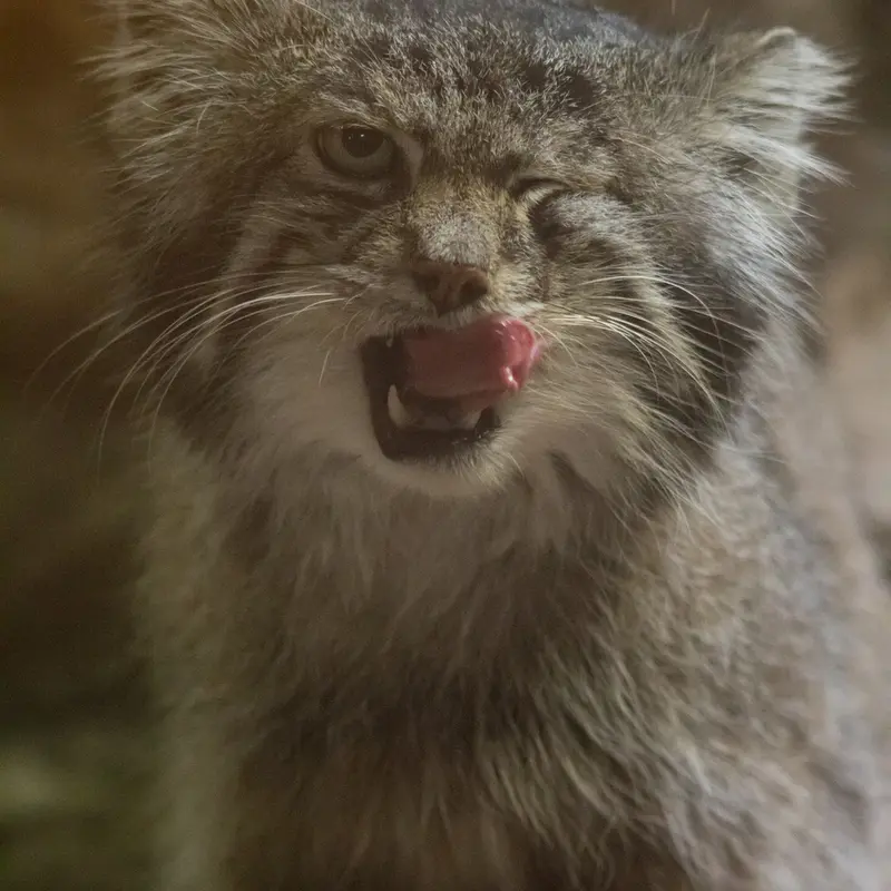 Фотография Клёна в Зоопарке Уено
