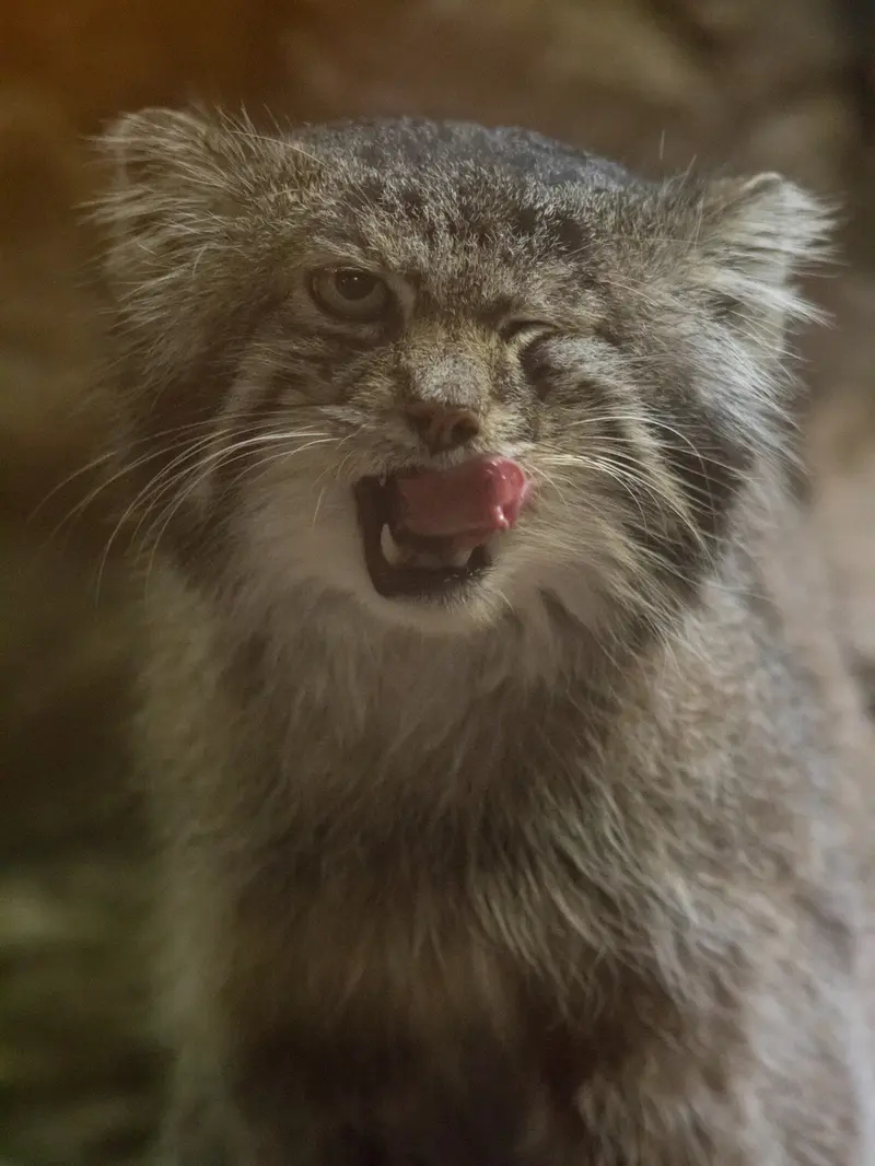 Фотография Клёна в Зоопарке Уено