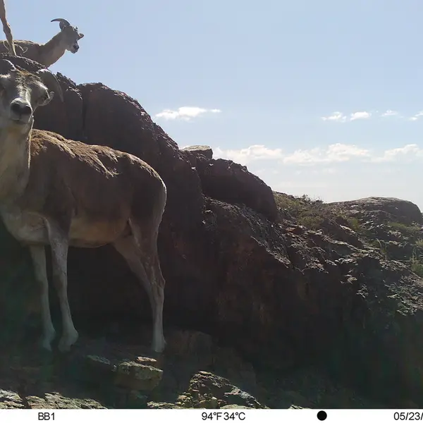 Фотография Аргали с фотоловушки Актас-Кункора