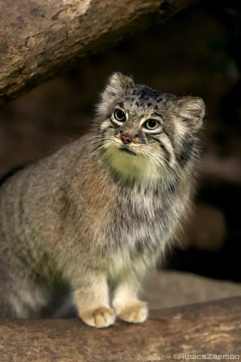 Фотография Аз в Царстве Животных Кобе