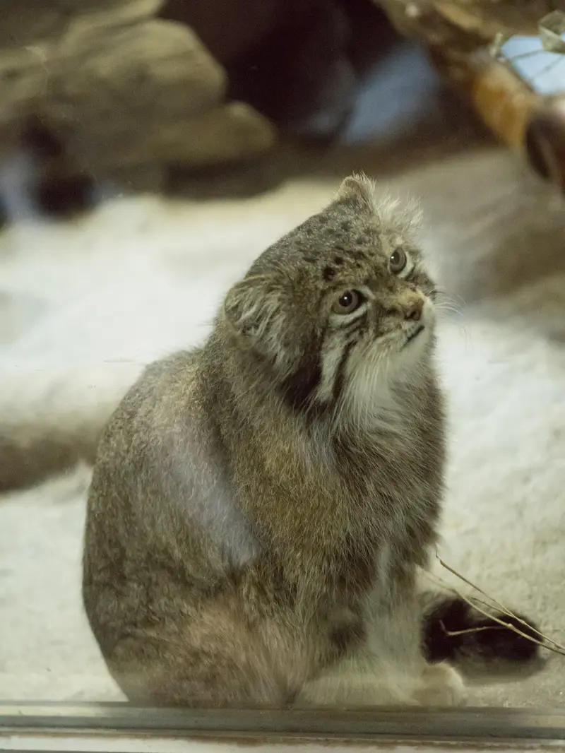 Фотография Клёна в Зоопарке Уено