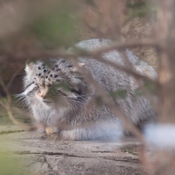 Фотография Нагому в Царстве Животных Насу