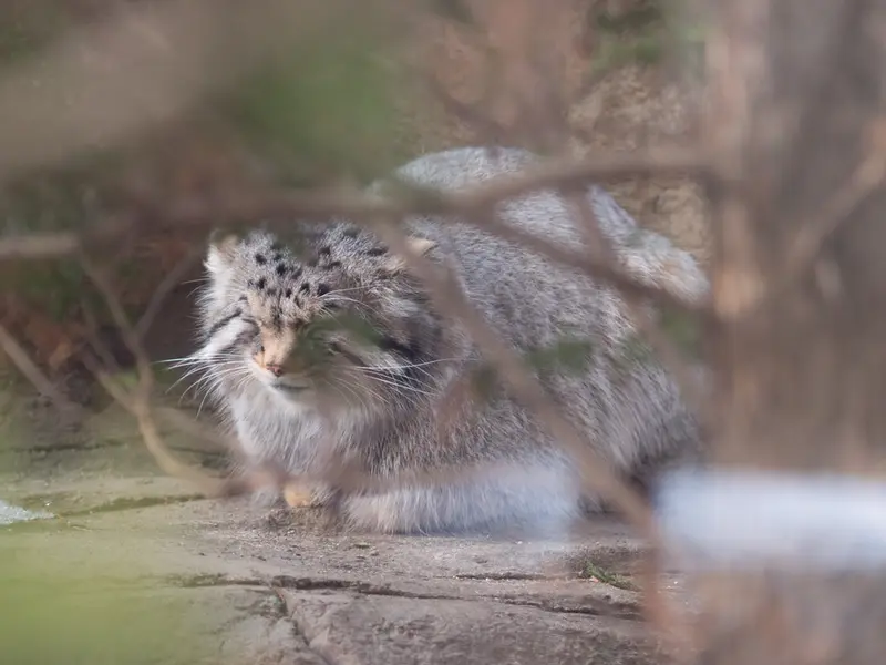 Фотография Нагому в Царстве Животных Насу