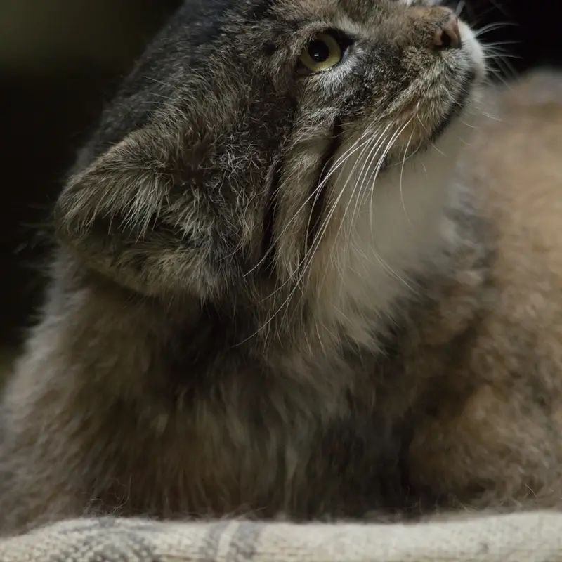 Фотография Примулы в Зоопарке Уено