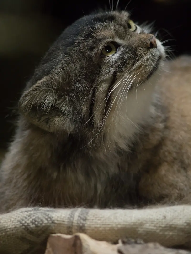 Фотография Примулы в Зоопарке Уено